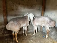 Ovca, Arashan sheep — fotografija 1