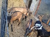 Țap, Alpine goat — foto 4