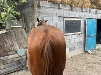 اسب نر, Kyrgyz Horse — عکس 7
