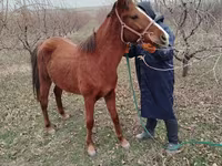 مادیان, اسب — عکس 2