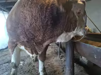 Býk, Simmental cattle — foto 2