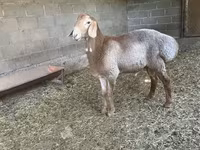Montone, Arashan sheep — foto 1
