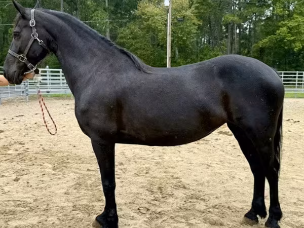 Kobila, Friesian