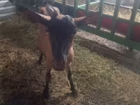 بز ماده, Alpine goat — عکس 2