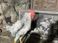 Chickens — fotografija 7