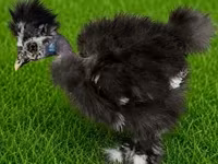Silkie — foto 3