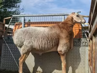 Widder, Edilbay sheep — Foto 6