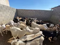 ፍየል, Goats — ፎቶ 1
