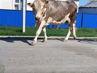Tyre, Simmental cattle — foto 3