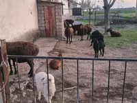 Oi (lot, sex nespecificat), Hissar sheep — foto 3