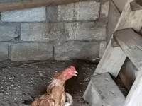 Chickens — акс 1