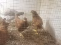 Chickens — ছবি 1