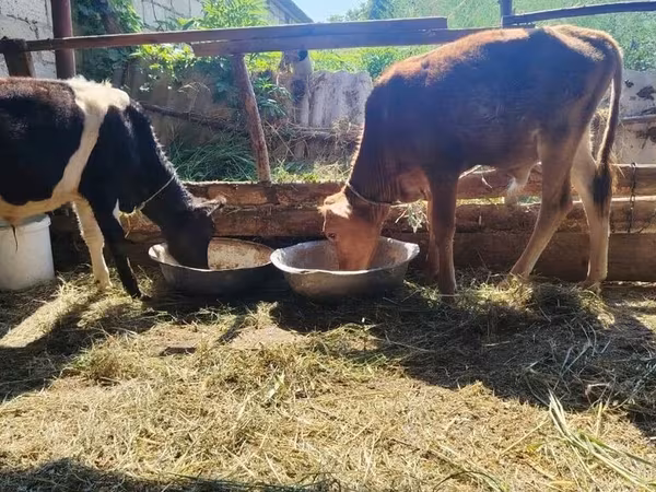 ষাঁড়, গরু