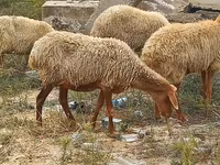 میش, گوسفند — عکس 4