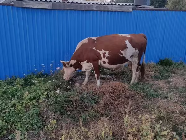 วัวตัวเมีย, Latvian Blue cattle