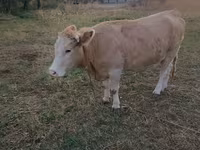 گاو ماده, Simmental cattle — عکس 2