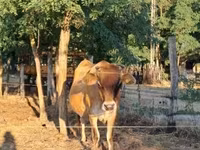 Mucca, Razza Jersey — foto 2