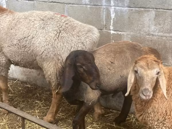 قوچ, Arashan sheep