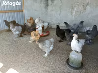 ብራህማ — ፎቶ 1