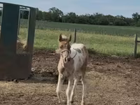 Mare, Pinto horses — photo 8
