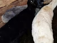 የጎትት አውራ በግ, Sheep — ፎቶ 2