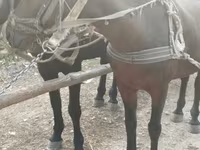 Cavalla, Cavalli — foto 3