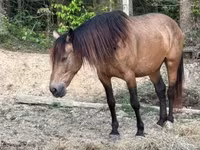 Kobyła, Black Sea breed — zdjęcie 5