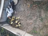 Ducks — عکس 2