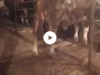 Bik, Simmental cattle — fotografija 5