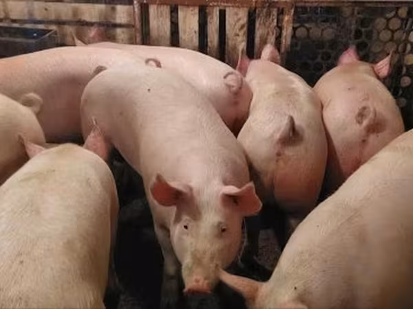 Knur, Крупная белая