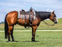 Kůň, Quarter Horse — foto 4