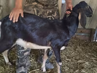 Ямаа, Nubian Goat — 1 зураг