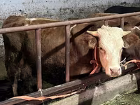 Bou, Simmental cattle — foto 1