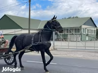 Cavallo, Nonius horse — foto 8