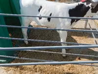 Bou, Aberdeen-Angus — foto 4