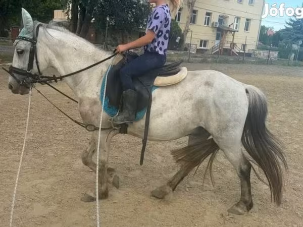 Cavalo, Cavalos