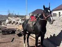 Koń, Kazakh horse — zdjęcie 2