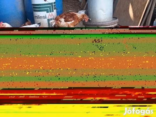 سَسِكس