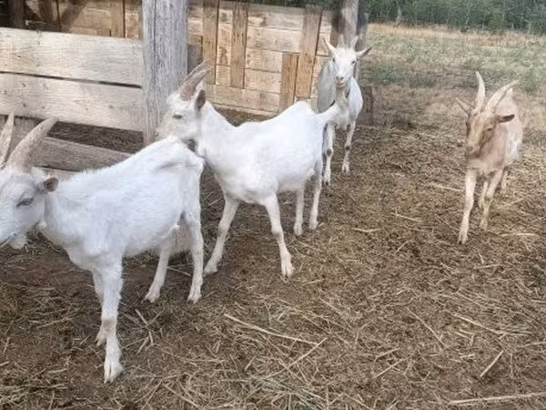 Billy Goat, Goats — Hungary