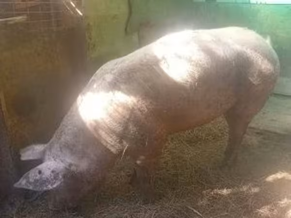 Säue, Schweine