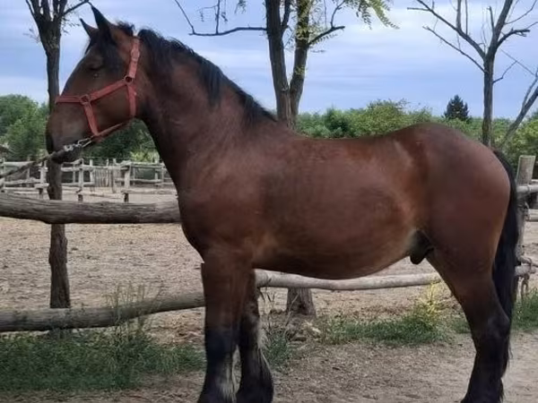 Hengst, Pferde