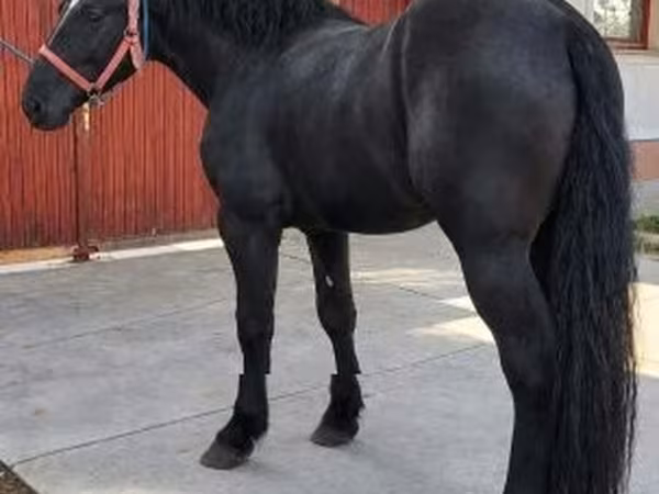 公马, Horses