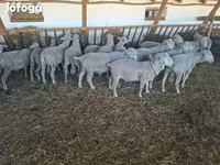 Vædder, Merino sheep — foto 2