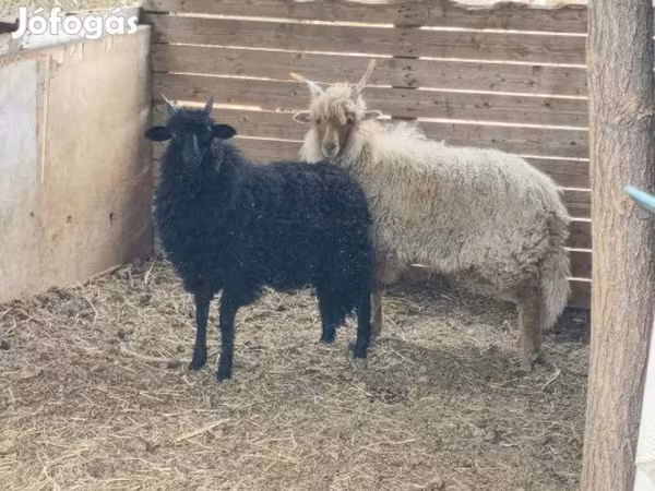 Wad, Racka sheep