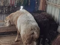 Domba jantan, Arashan sheep — foto 2