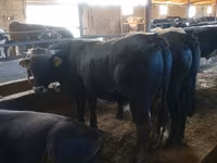 گاو نر, Simmental cattle — عکس 2