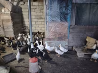 Ducks — foto 2