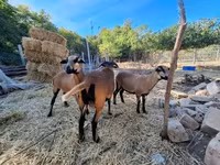 பெண் ஆடு, Cameroon sheep — புகைப்படம் 2