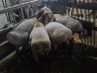Biri-biri betina, Sheep — foto 6