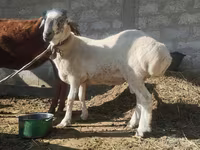 قوچ, گوسفند — عکس 3